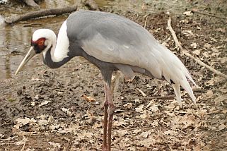 Grus vipio - Weißnackenkranich